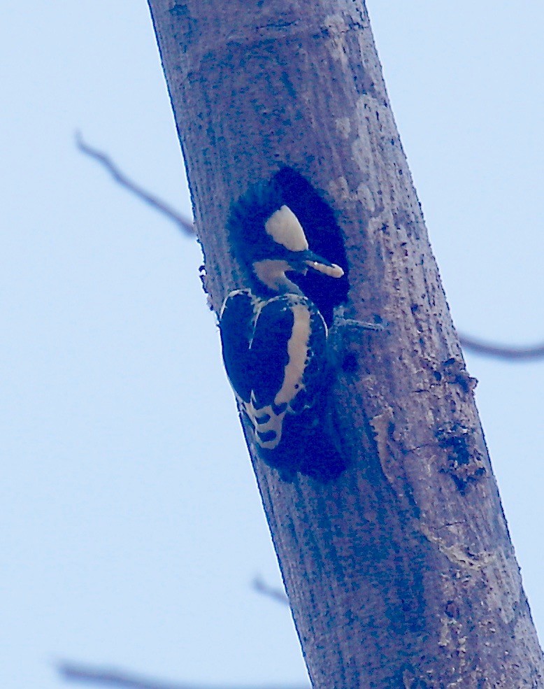 Heart-spotted Woodpecker - ML526065671