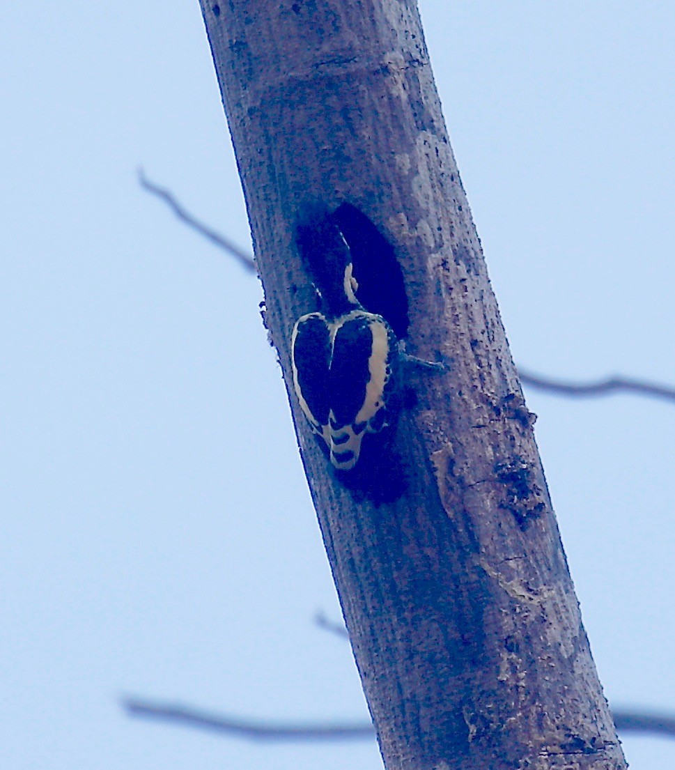 Heart-spotted Woodpecker - ML526065681