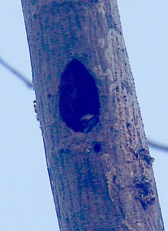 Heart-spotted Woodpecker - ML526065691