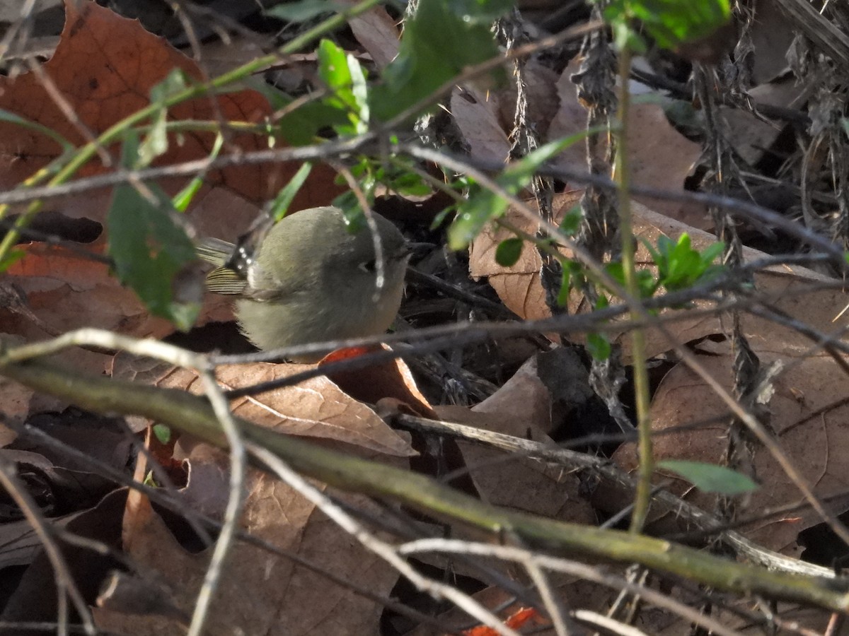 Ruby-crowned Kinglet - ML526065811