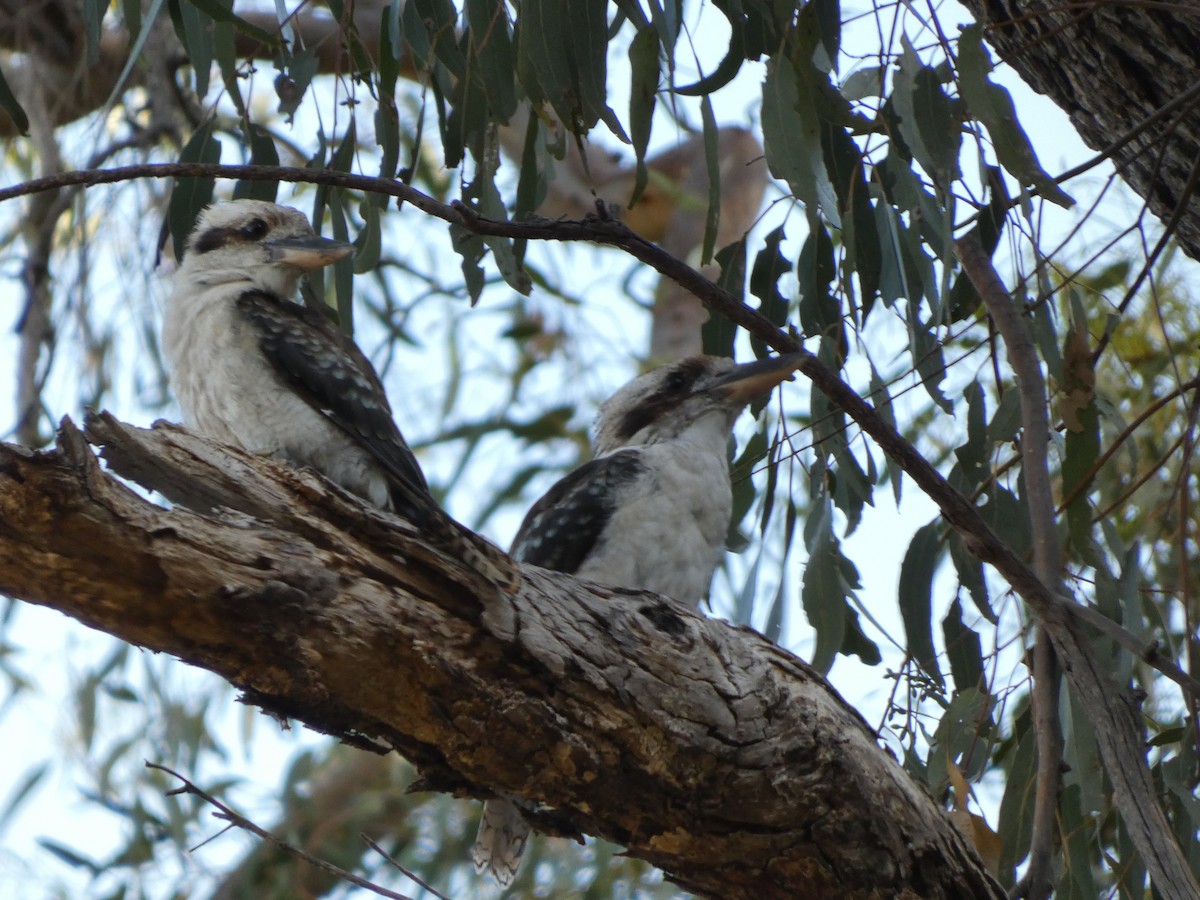 Laughing Kookaburra - ML526067551