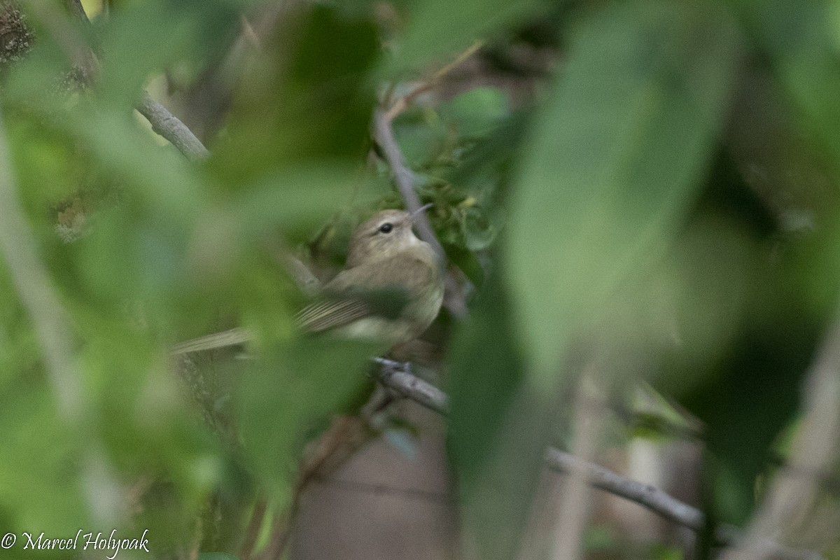 Flavescent Warbler - Marcel Holyoak