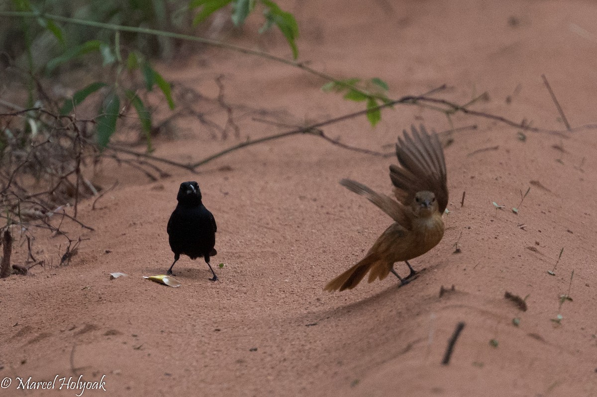 White-lined Tanager - Marcel Holyoak