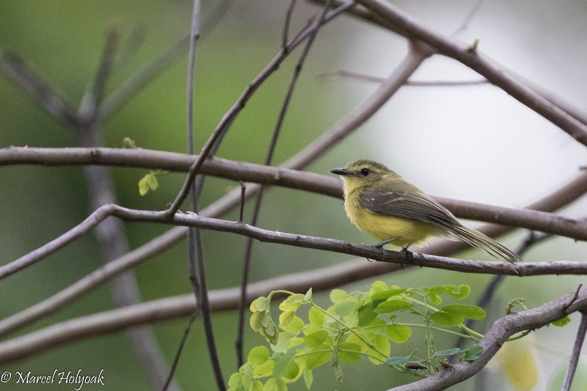 Yellow Tyrannulet - Marcel Holyoak