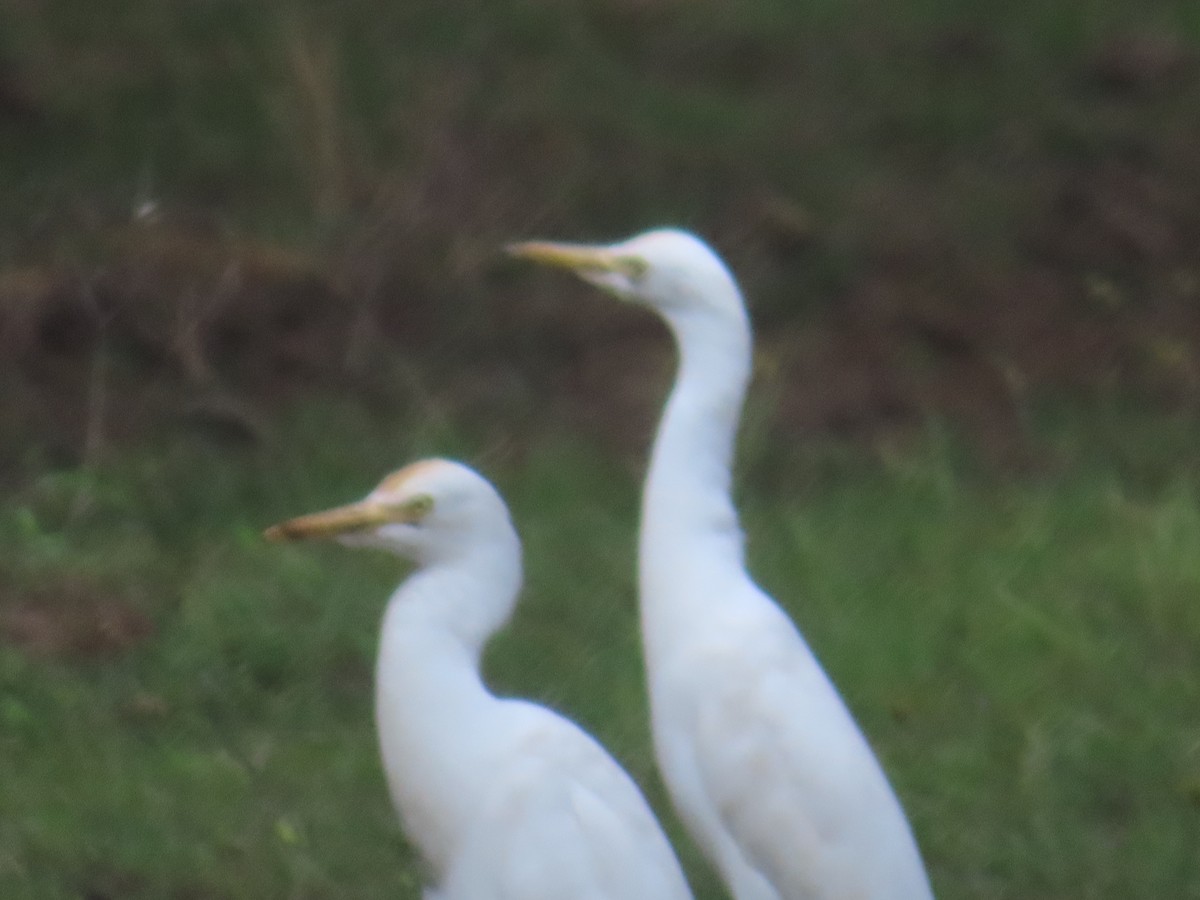 Eastern Cattle-Egret - ML526069301