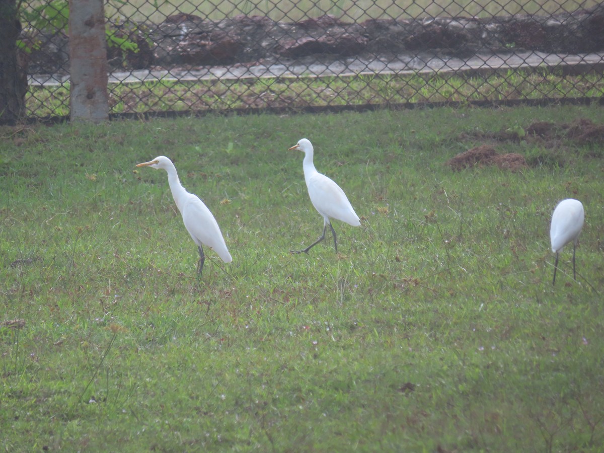Eastern Cattle-Egret - ML526069311