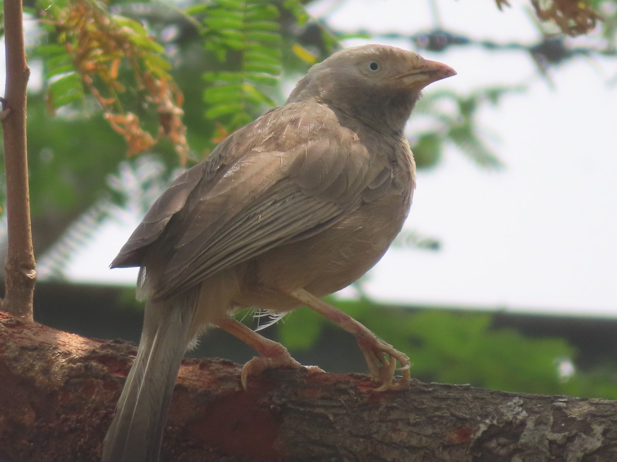 Jungle Babbler - ML526069661