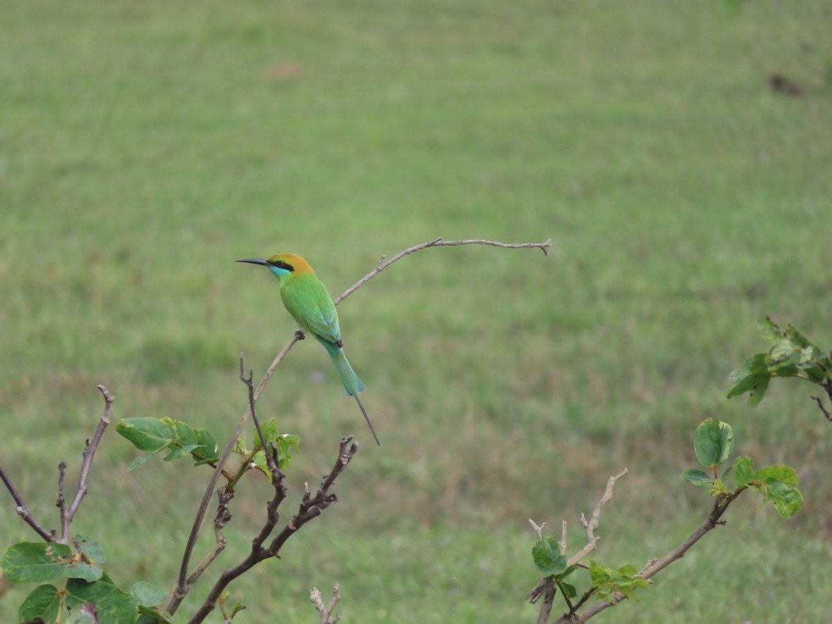 Asian Green Bee-eater - ML526069781