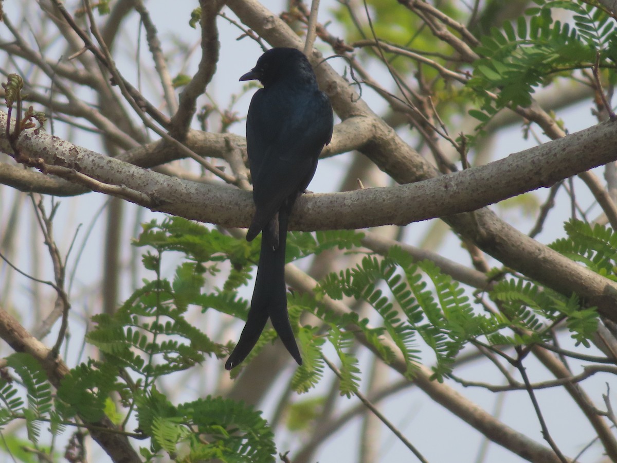 Black Drongo - ML526070071