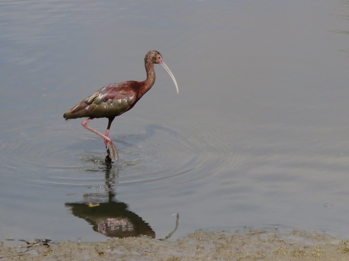 White-faced Ibis - Thomas Hinnebusch