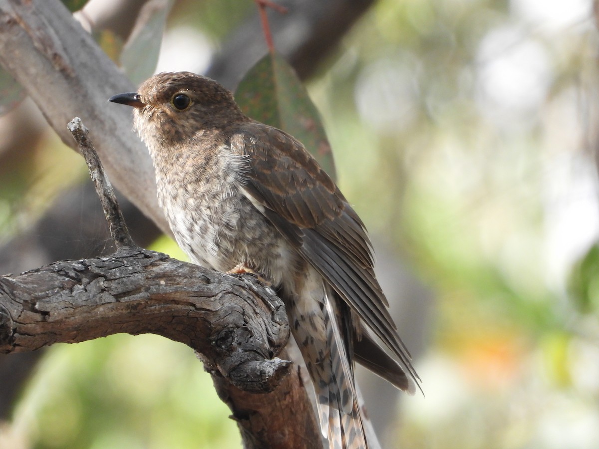 Fan-tailed Cuckoo - Rodney Macready