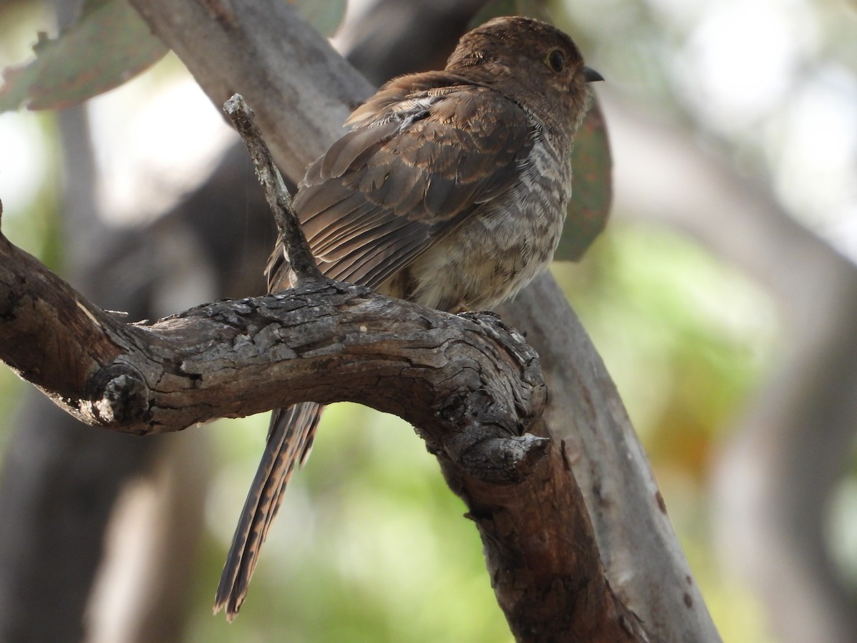 Fan-tailed Cuckoo - ML526072231