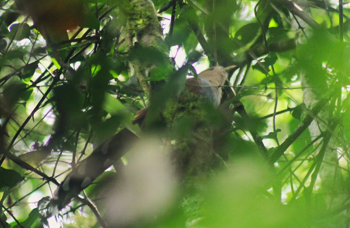 Squirrel Cuckoo - Mandy Game