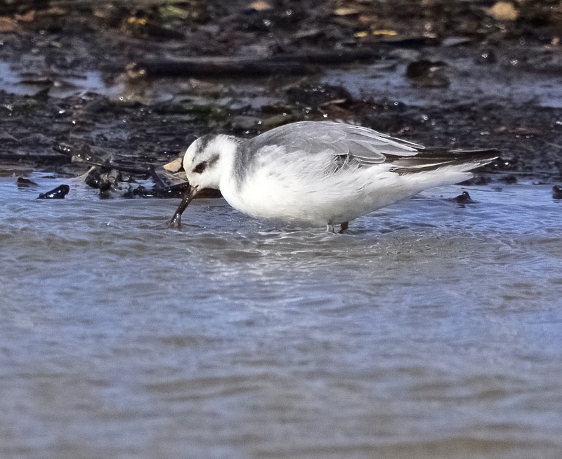 Red Phalarope - ML526073791