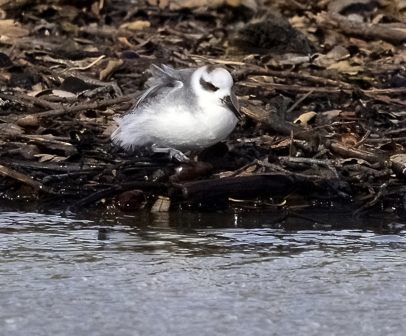 Red Phalarope - ML526073801