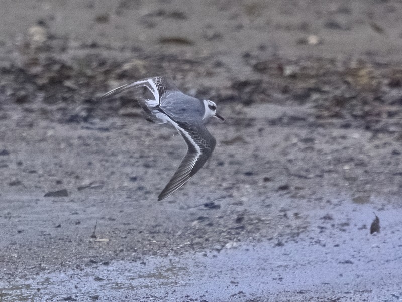 Red Phalarope - ML526073821