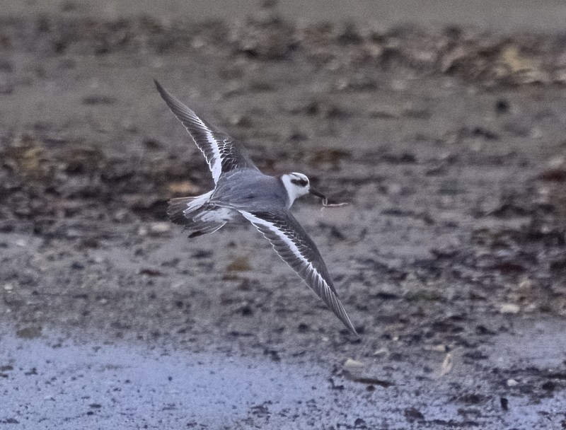 Red Phalarope - ML526073831