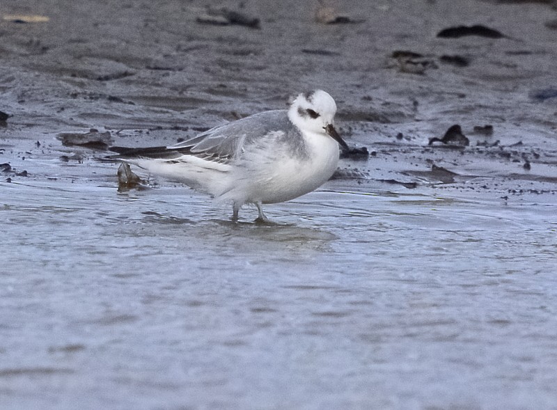 Red Phalarope - ML526073851