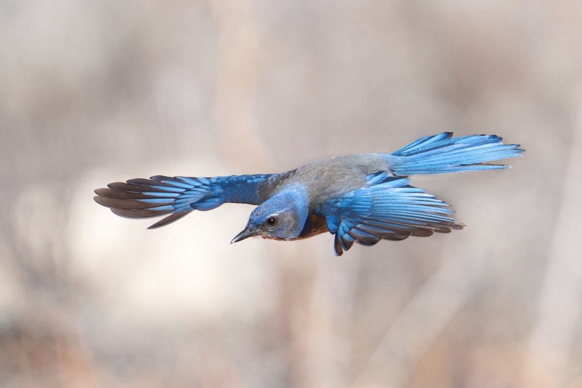 Woodhouse's Scrub-Jay - ML526074751