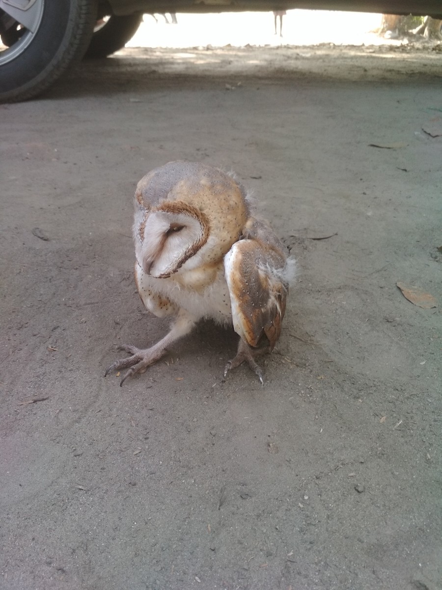 Barn Owl - thejavitso chase