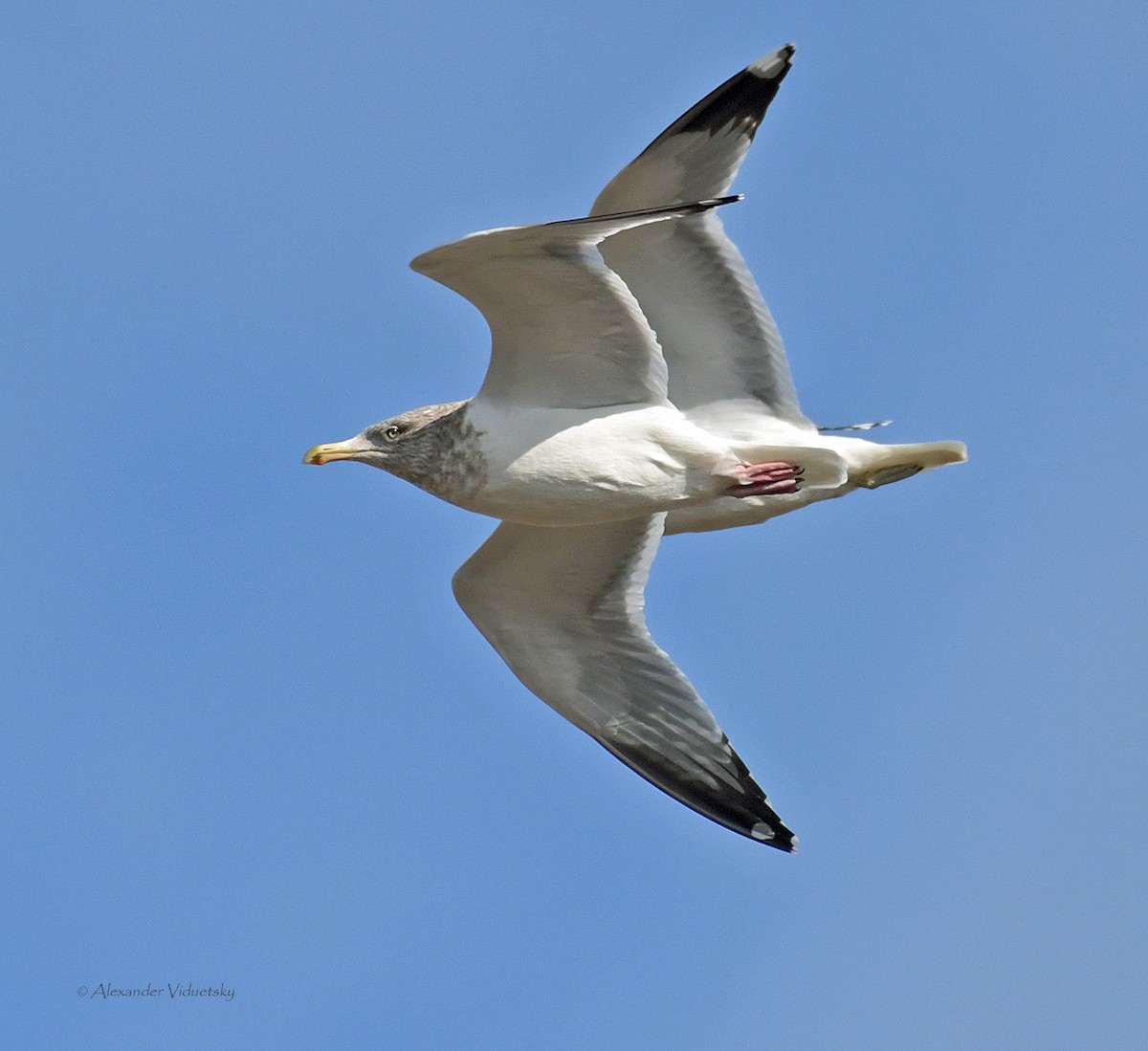 Gaviota Argéntea - ML526075311