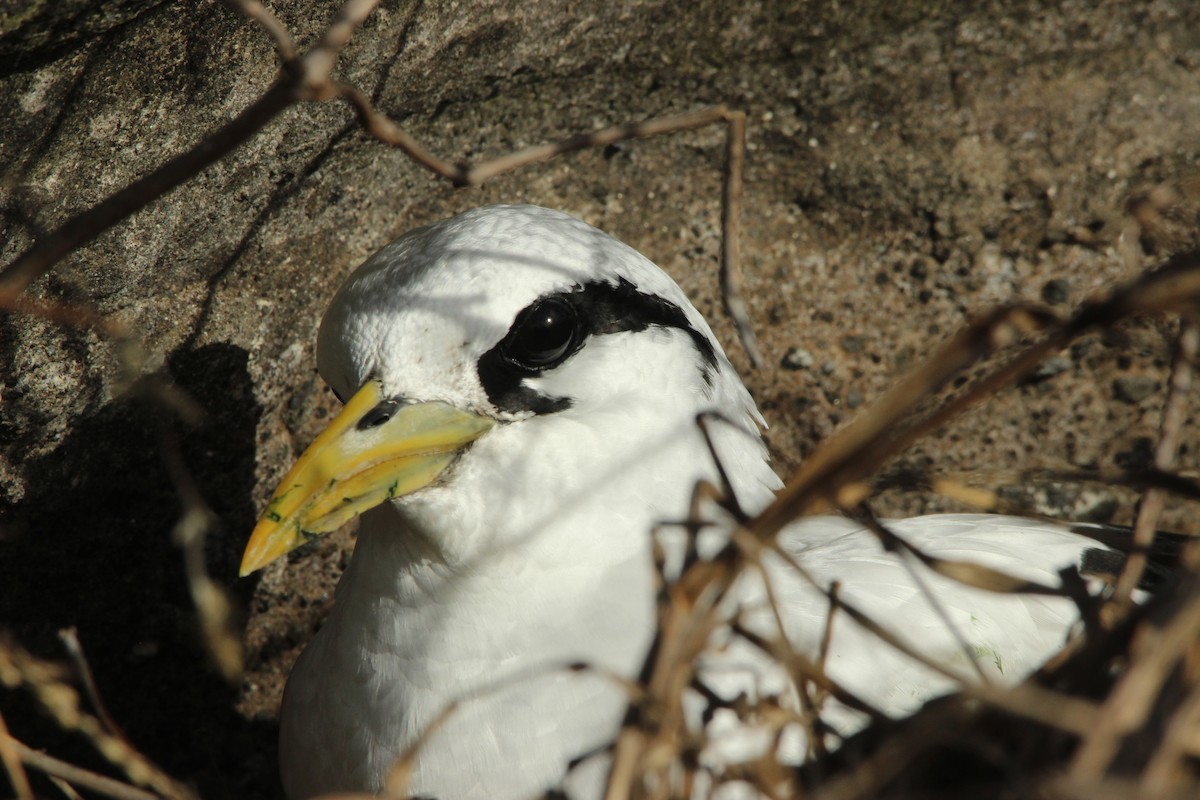 Weißschwanz-Tropikvogel - ML526076141