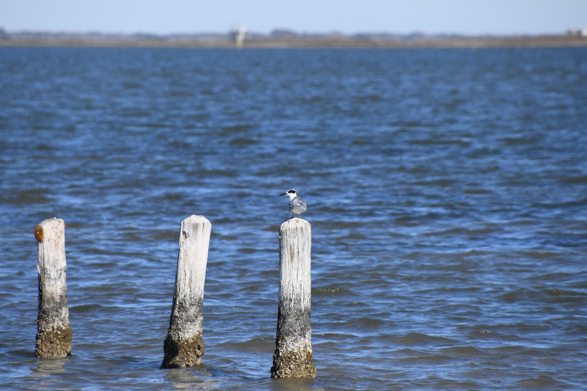 Forster's Tern - ML526076351