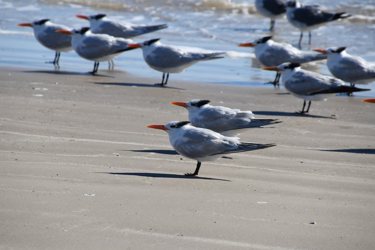 Royal Tern - ML526076441