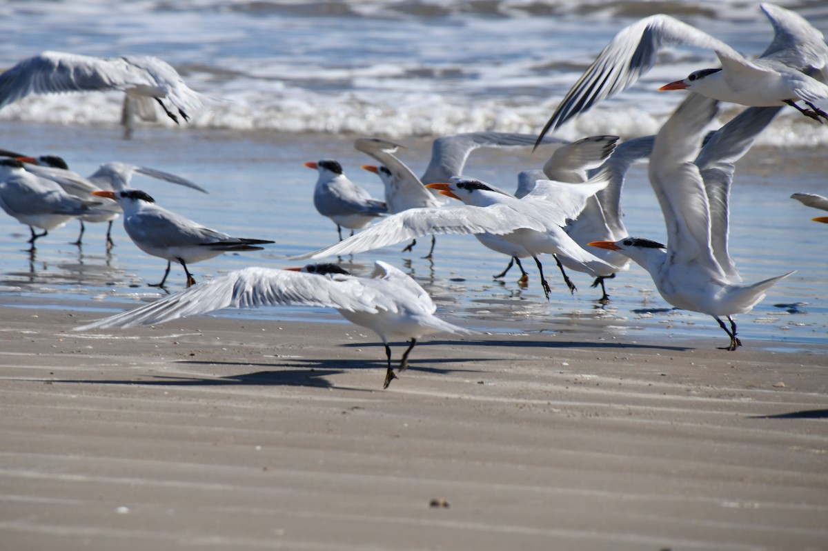 Royal Tern - ML526076501