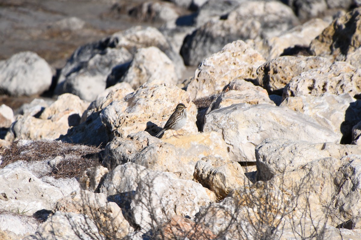 new world sparrow sp. - ML526076581