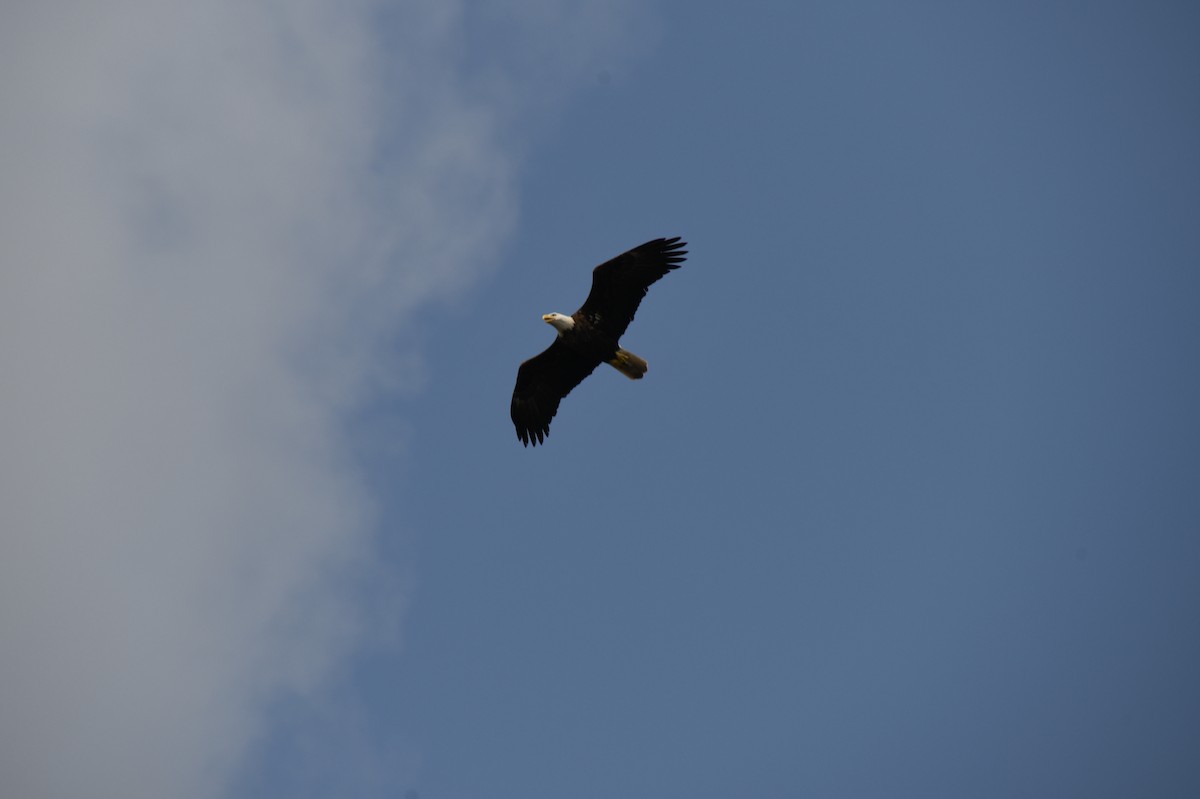 Bald Eagle - ML526077551