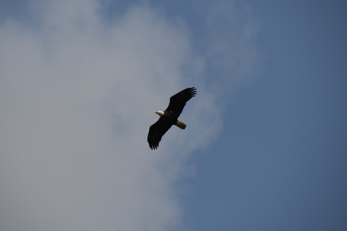 Bald Eagle - ML526077641