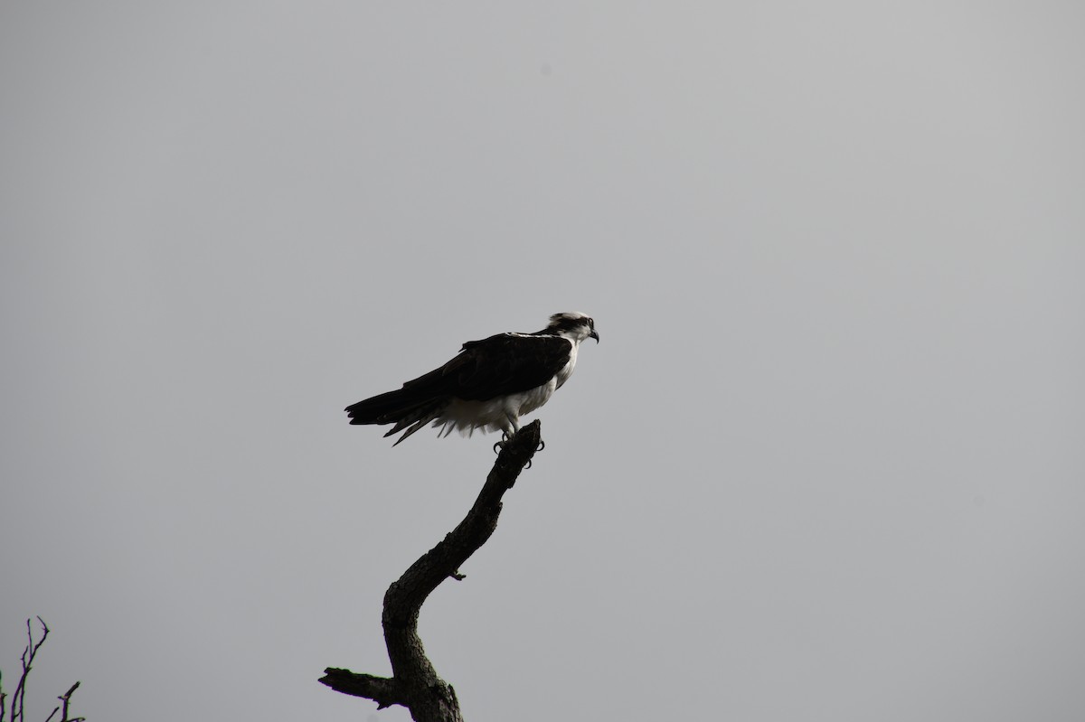 Northern Harrier - ML526077761