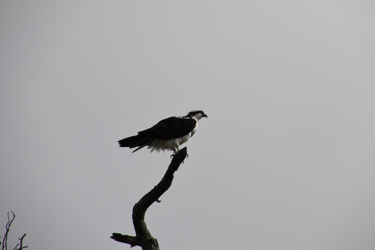 Northern Harrier - ML526077791