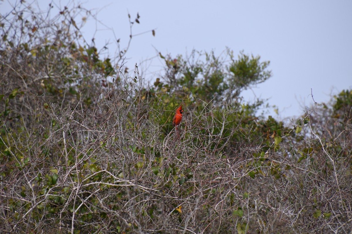 Northern Cardinal - ML526078351