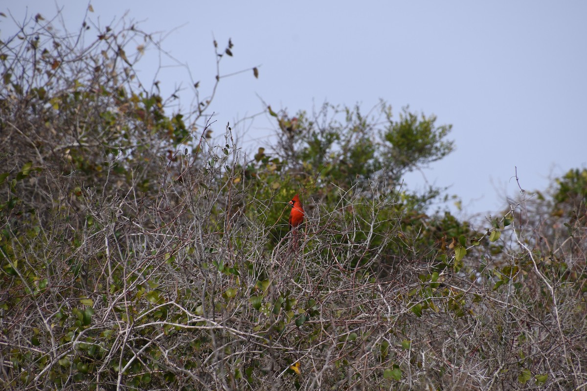 Northern Cardinal - ML526078371