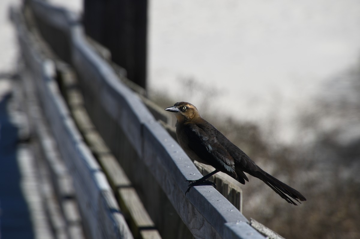 vlhovec velkoocasý - ML526078491