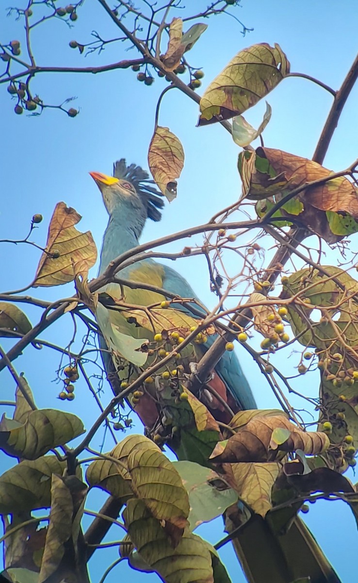 Great Blue Turaco - ML526078851