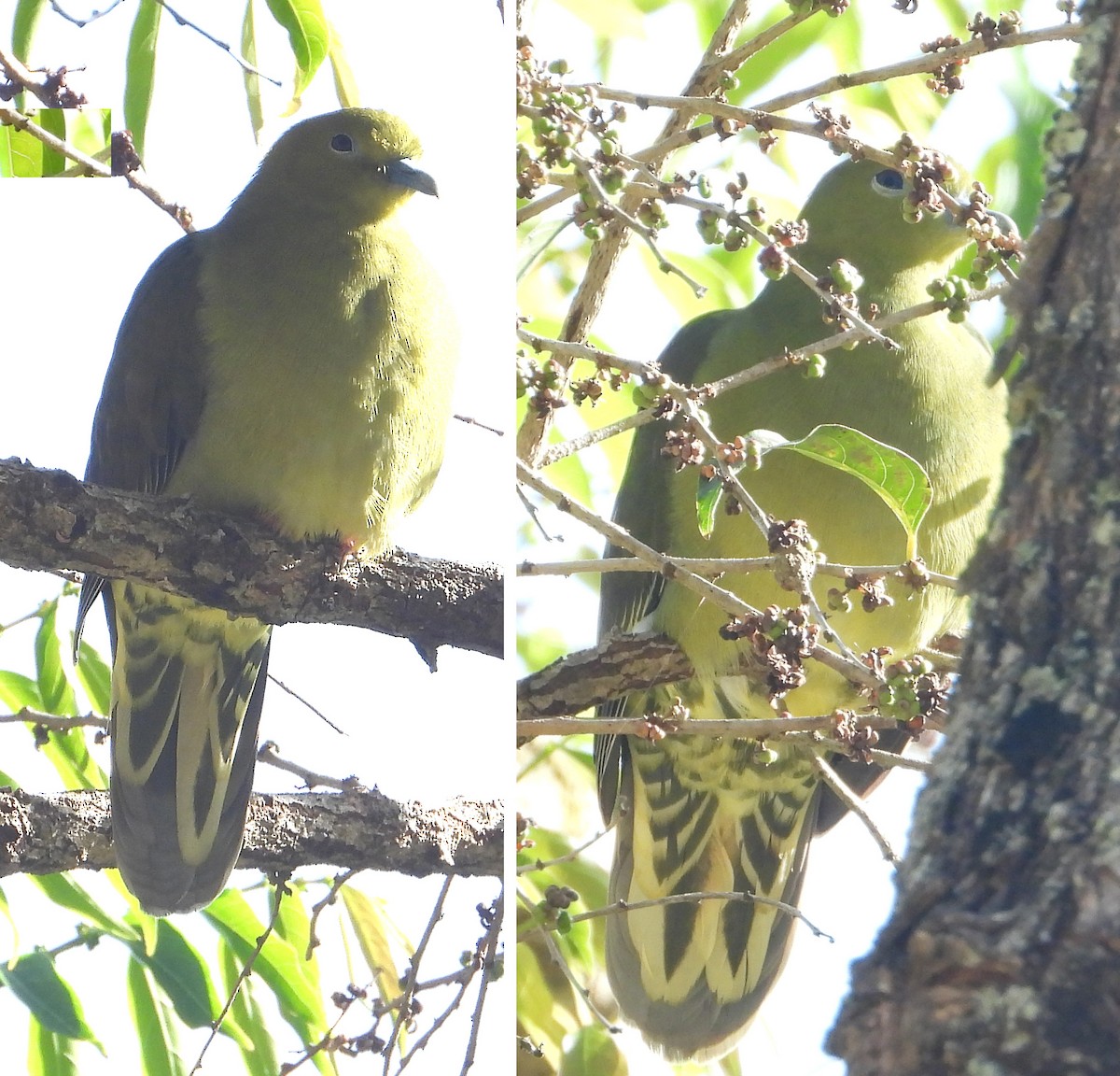Wedge-tailed Green-Pigeon - ML526079171