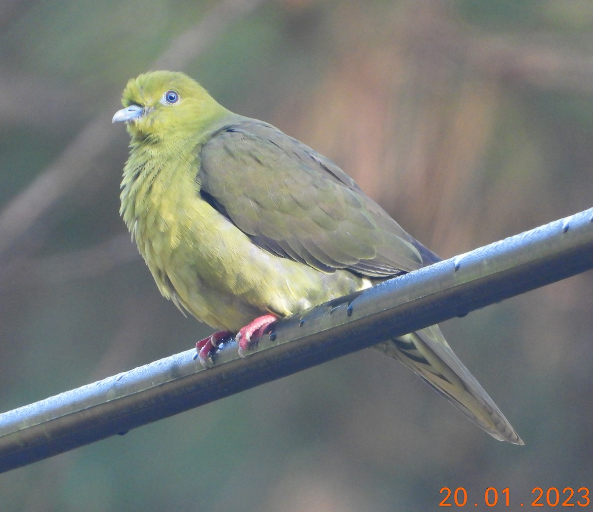 Wedge-tailed Green-Pigeon - ML526079411
