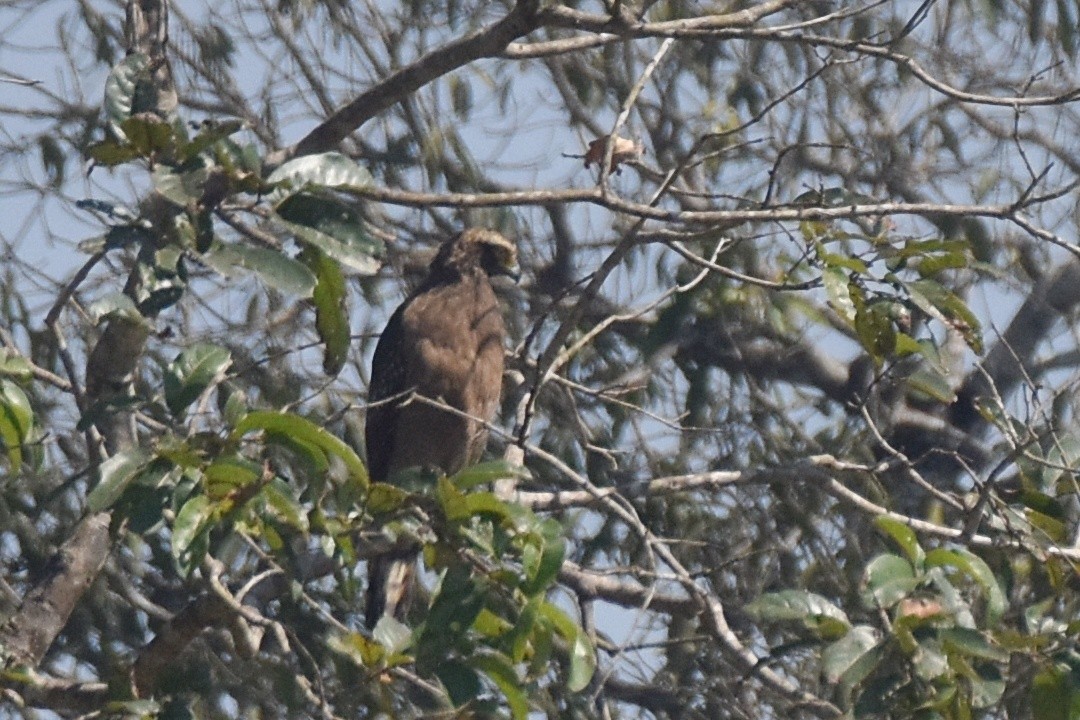 Crested Serpent-Eagle - ML526080011
