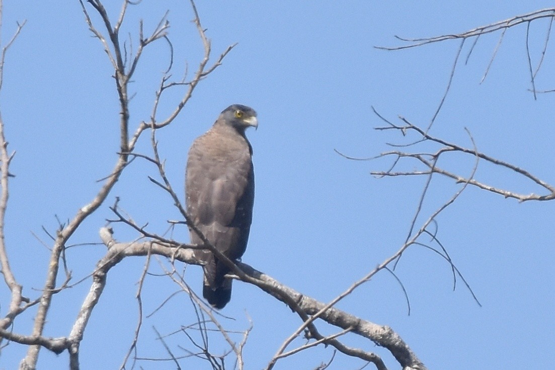 Crested Serpent-Eagle - ML526080361