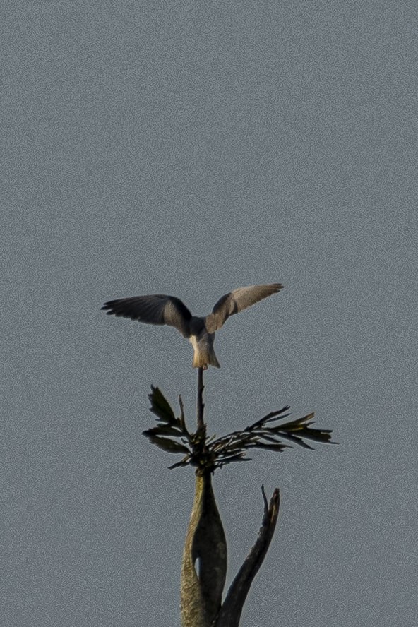 Black-winged Kite - Dinesh Kumar