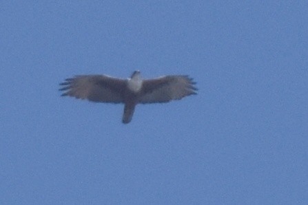 Rufous-bellied Eagle - ML526080421