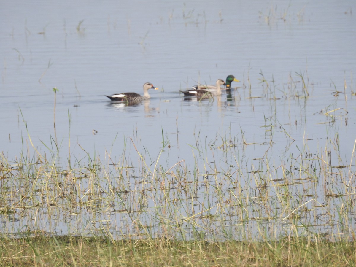 Canard colvert - ML526080511