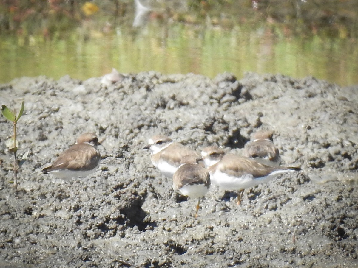 Semipalmated Plover - ML526081291
