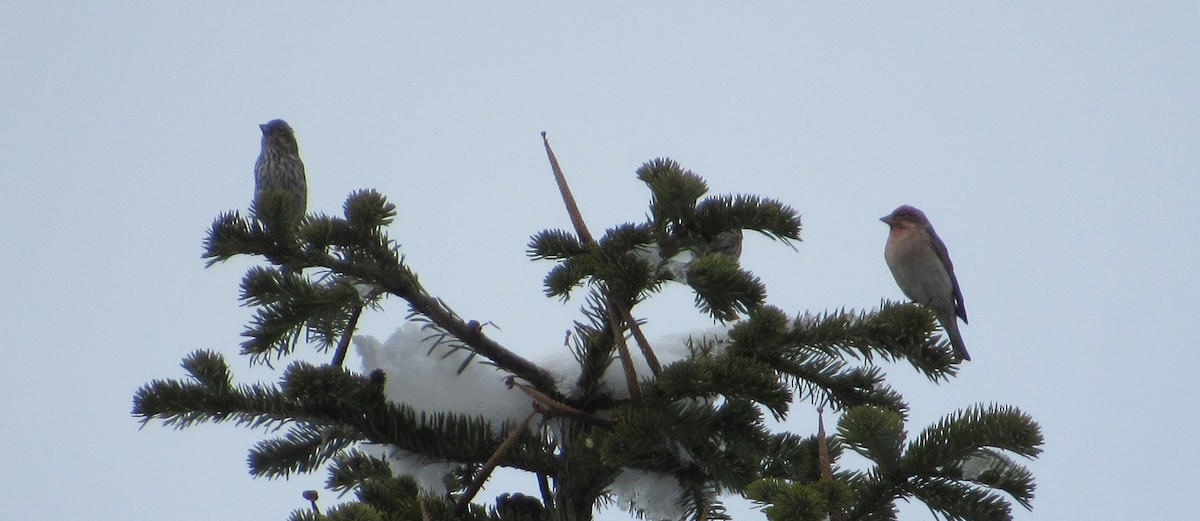 Cassin's Finch - David Poortinga