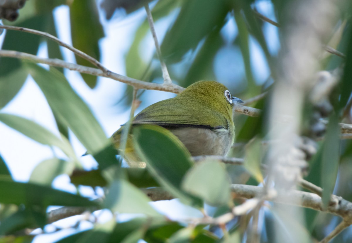 Warbling White-eye - ML526082561