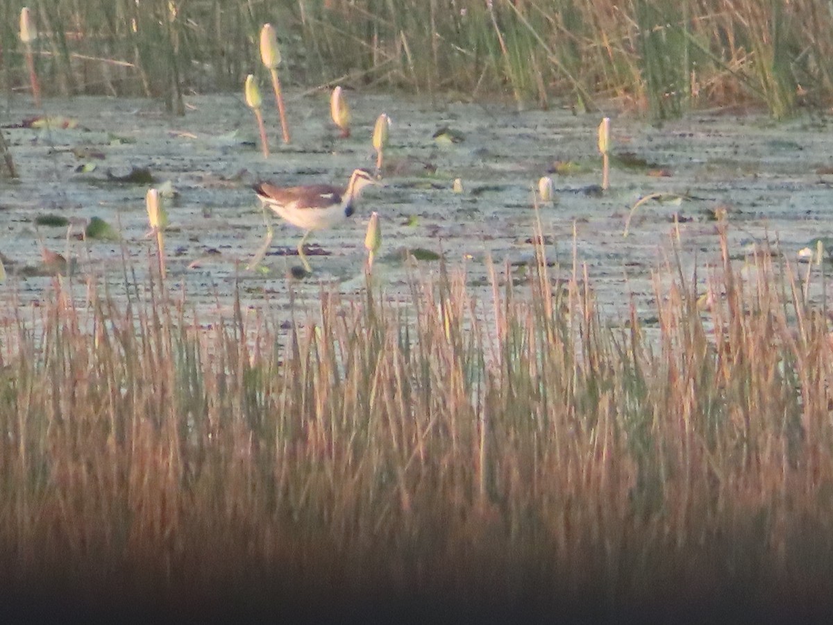 Pheasant-tailed Jacana - ML526082941