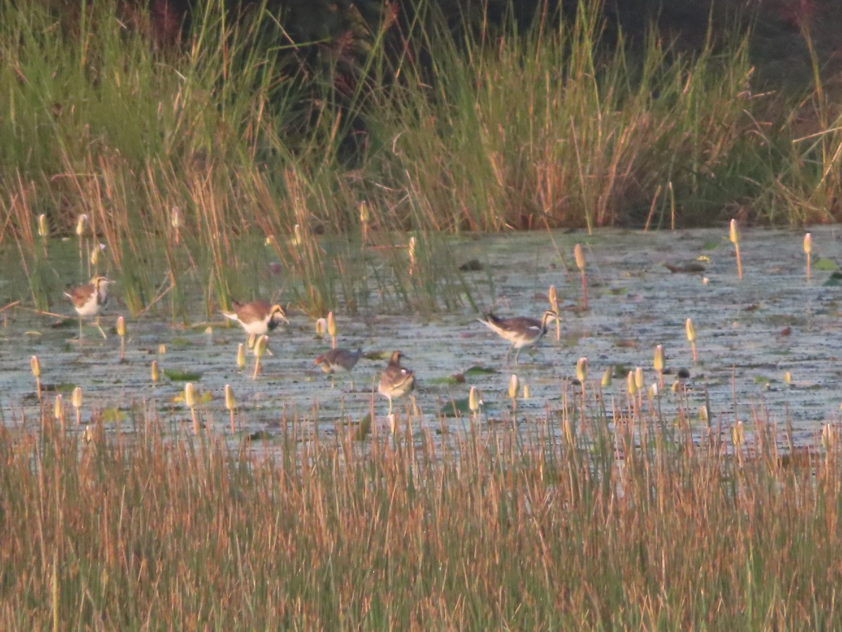 Pheasant-tailed Jacana - ML526083041